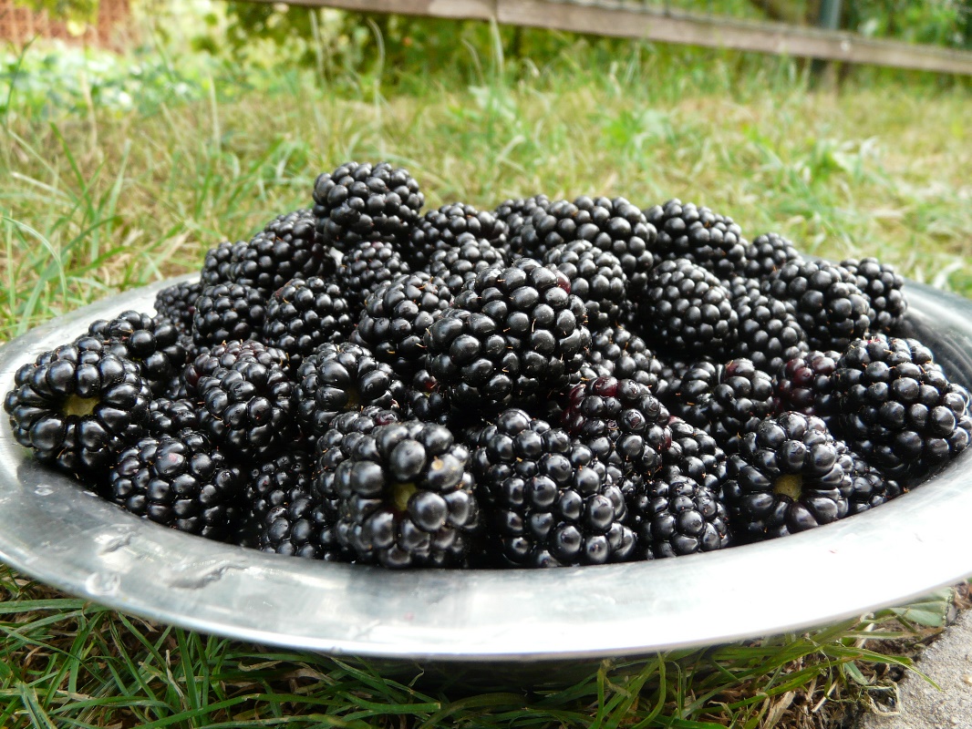 Borůvky a ostružiny, Extra džem méně sladký