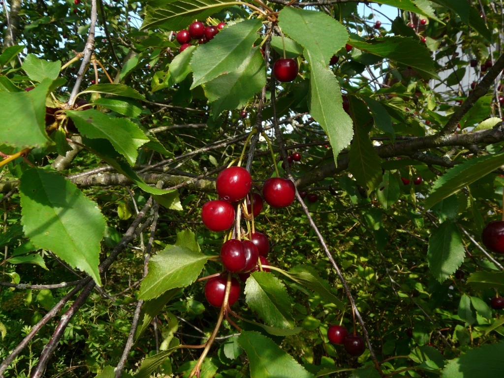 Višně, Extra džem méně sladký