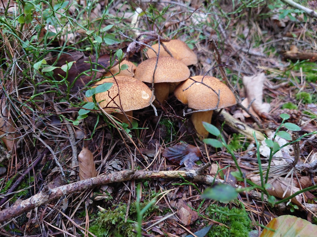 Nakládané houby, hřib hnědý