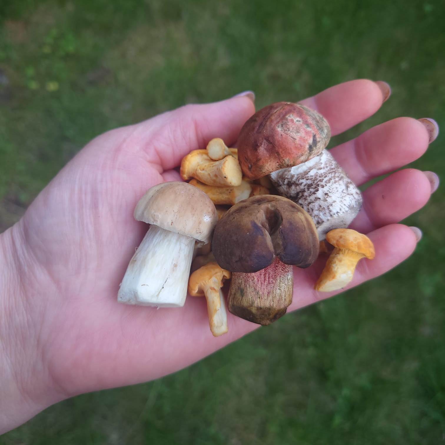 Nakládané houby, směs lišek s hřiby