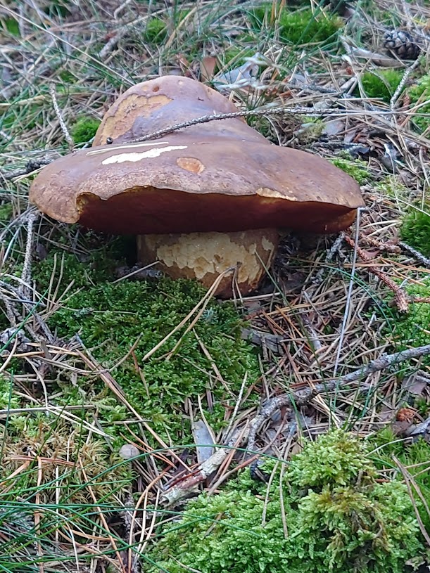 Sušené houby, hřib kovář